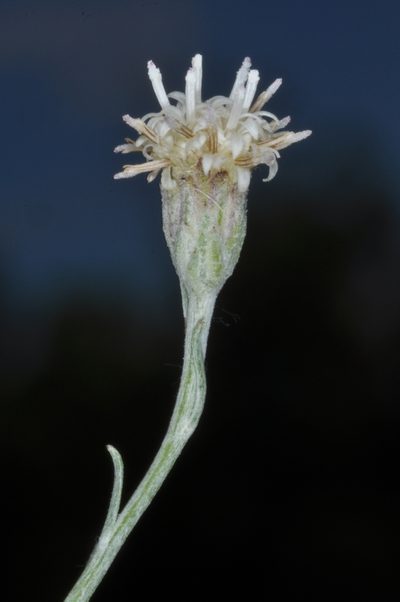 Baccharis tenella, photographed by aacocucci
