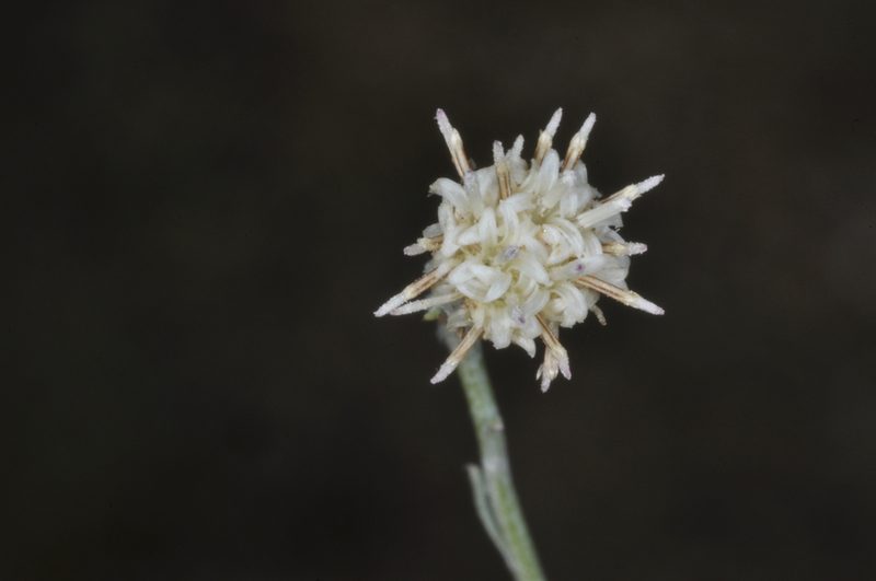 Baccharis tenella, photographed by aacocucci