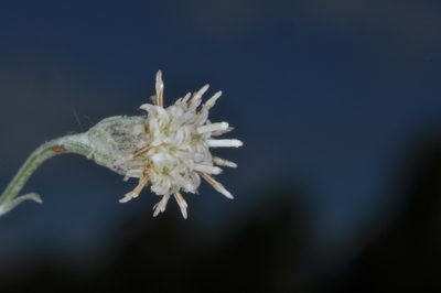 Baccharis tenella, photographed by aacocucci
