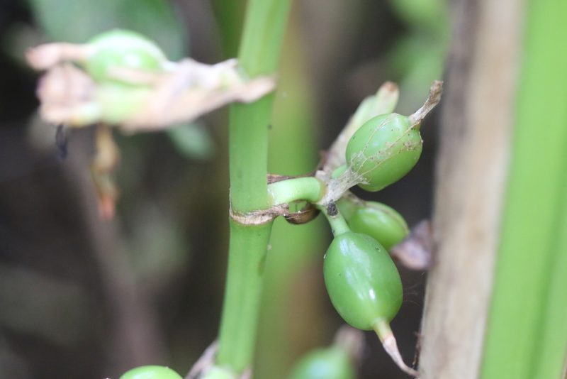 Elettaria cardamomum, photographed by Skjold Søndergaard