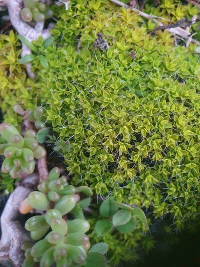 Syntrichia calcicola, photographed by Jonathan Hughes