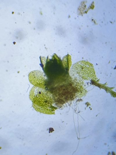 Southbya tophacea, photographed by Jonathan Hughes