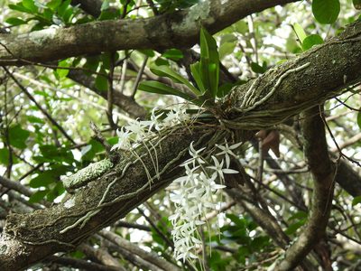 Mystacidium capense, photographed by Matthew Fainman