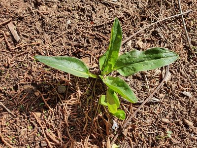 Biarum dispar, photographed by Mehdi Chetibi