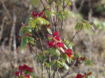 Rhododendron thomsonii, photographed by Thibaud Aronson