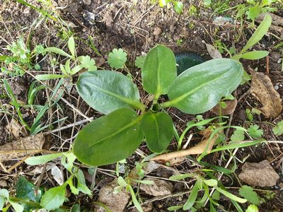 Biarum dispar, photographed by Mehdi Chetibi