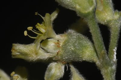 Eriogonum longifolium, photographed by Brian Finzel