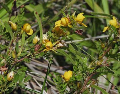 Chamaecrista repens, photographed by Hugo Hulsberg