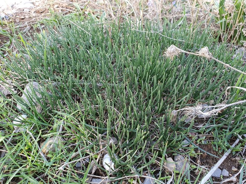 Urginea fugax, photographed by Mehdi Chetibi