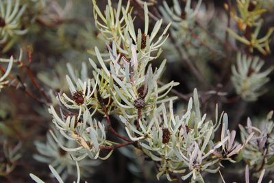 Leucadendron meyerianum, photographed by Tony Rebelo