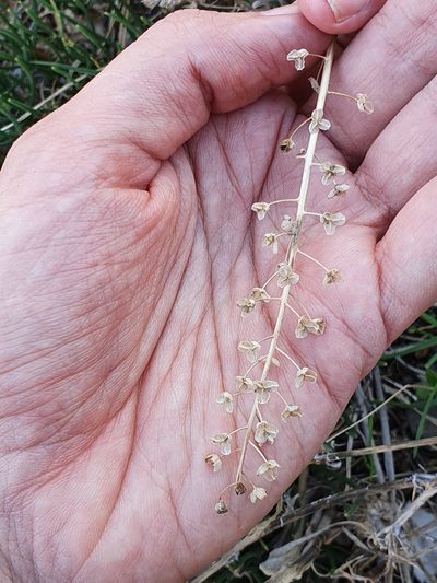 Prospero obtusifolium, photographed by Mehdi Chetibi
