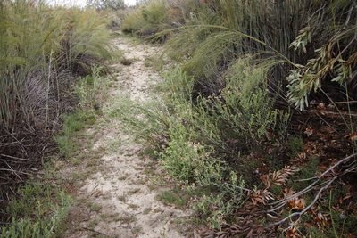 Lobostemon glaucophyllus, photographed by Tony Rebelo