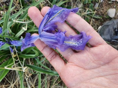 Iris planifolia, photographed by Mehdi Chetibi