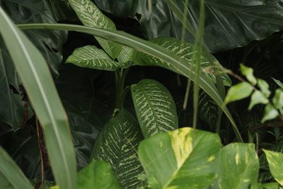 Dieffenbachia seguine, photographed by Michael Bakker Paiva