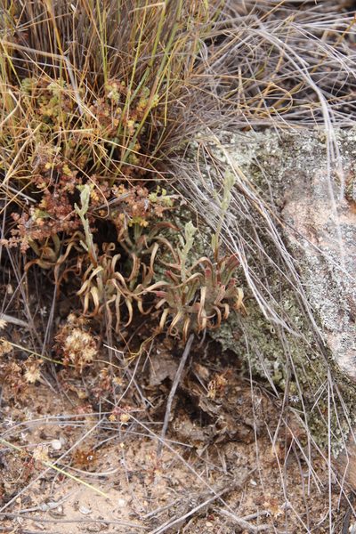 Tylecodon striatus, photographed by Tony Rebelo