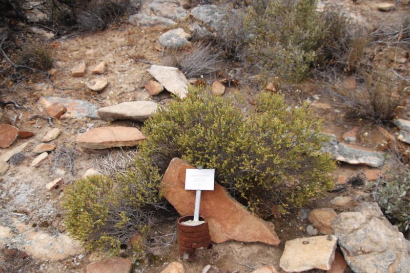 Oedera sedifolia, photographed by Tony Rebelo