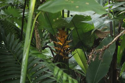 Heliconia caribaea, photographed by Michael Bakker Paiva