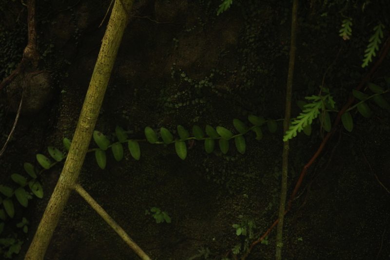 Marcgravia umbellata, photographed by Michael Bakker Paiva