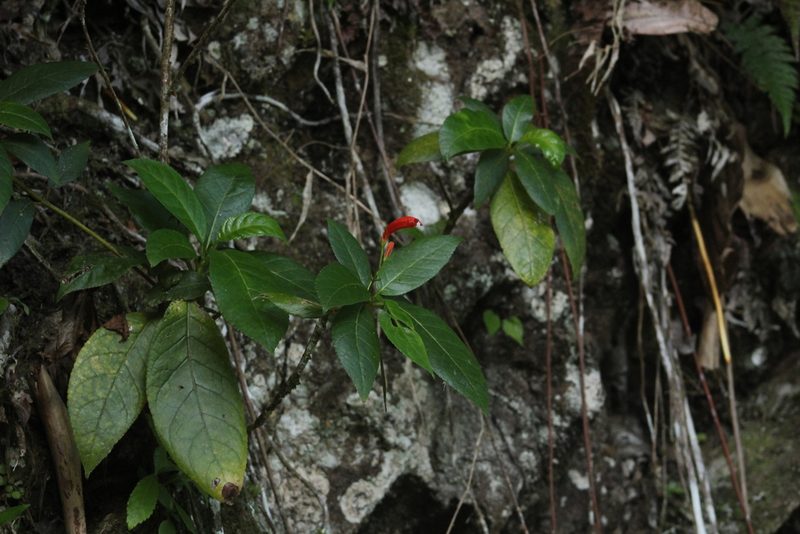 Gesneria ventricosa, photographed by Michael Bakker Paiva