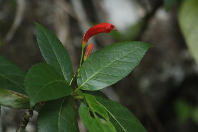 Gesneria ventricosa, photographed by Michael Bakker Paiva