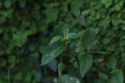 Synedrella nodiflora, photographed by Michael Bakker Paiva