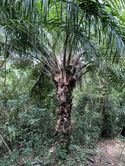 Elaeis guineensis, photographed by Jean-Paul Boerekamps