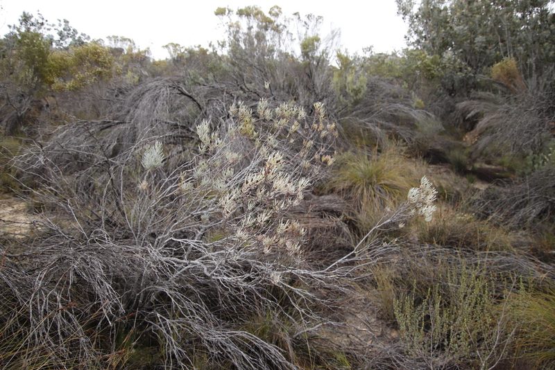 Leucadendron meyerianum, photographed by Tony Rebelo