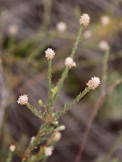 Phylica pustulata, photographed by Tony Rebelo
