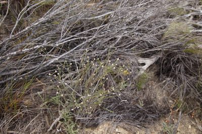 Phylica pustulata, photographed by Tony Rebelo