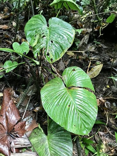 Philodendron grandipes, photographed by Rose Zappa