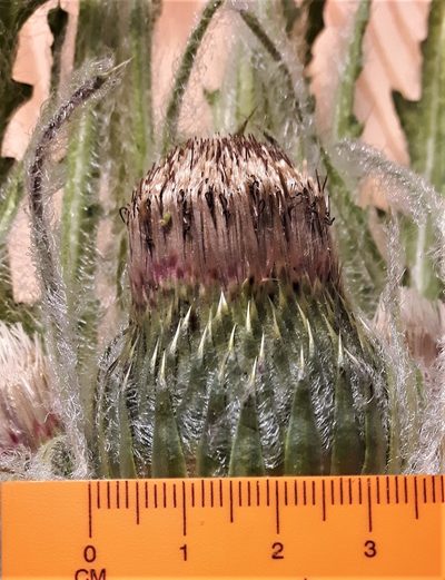 Cirsium foliosum, photographed by Peter L Achuff