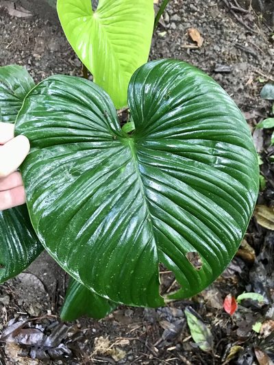 Philodendron grandipes, photographed by Rose Zappa
