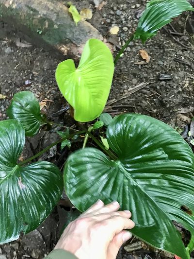 Philodendron grandipes, photographed by Rose Zappa