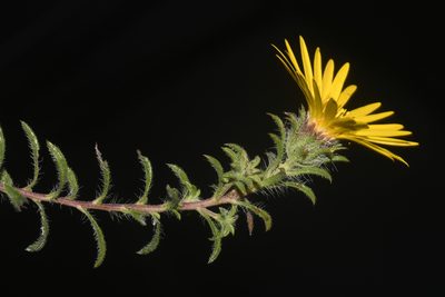 Heterotheca stenophylla, photographed by Brian Finzel