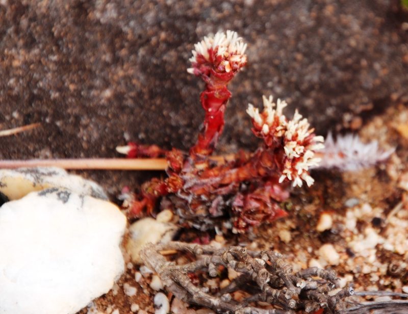 Crassula alpestris, photographed by Tony Rebelo