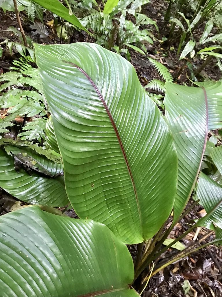 Heliconia reticulata, photographed by Rose Zappa