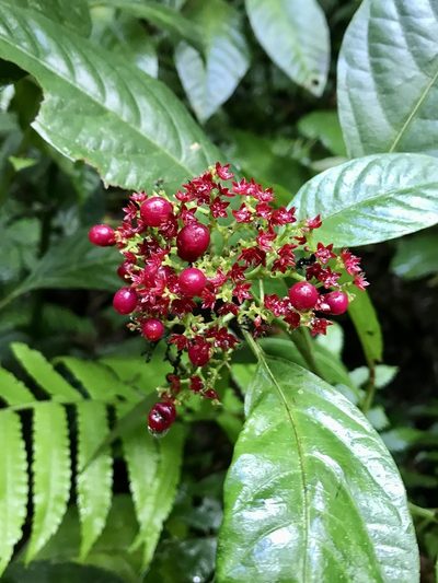 Pleuropetalum sprucei, photographed by Rose Zappa