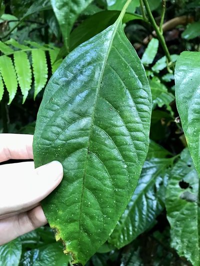 Pleuropetalum sprucei, photographed by Rose Zappa