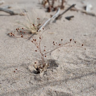 Eriogonum reniforme, photographed by Dominic Gentilcore