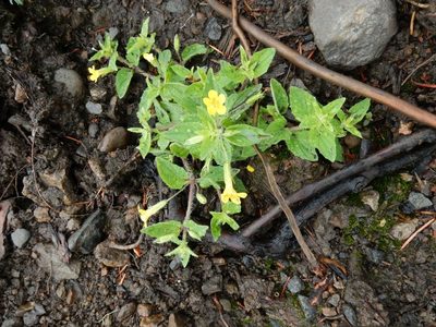 Erythranthe ptilota, photographed by Ed Alverson