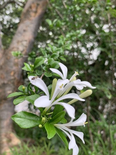 Turraea obtusifolia, photographed by Matthew Fainman