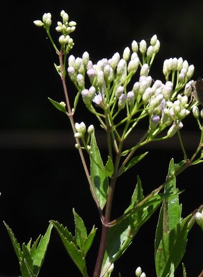 Chromolaena laevigata, photographed by Hugo Hulsberg