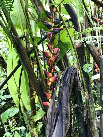 Heliconia pogonantha, photographed by Rose Zappa