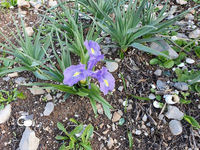 Iris planifolia, photographed by Mehdi Chetibi