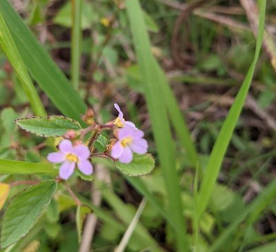 Melochia pyramidata, photographed by mattmsa
