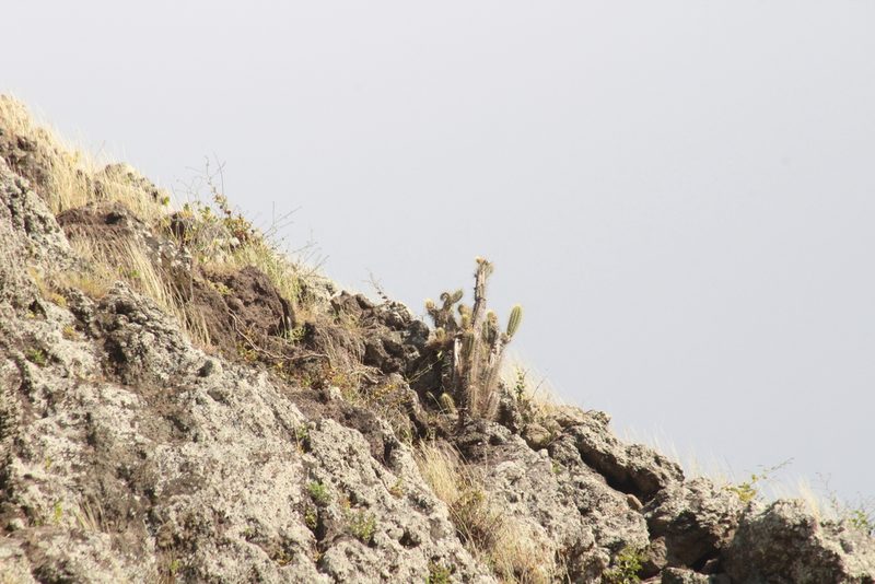 Pilosocereus curtisii, photographed by Michael Bakker Paiva