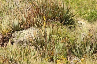 Aloe vera, photographed by Michael Bakker Paiva