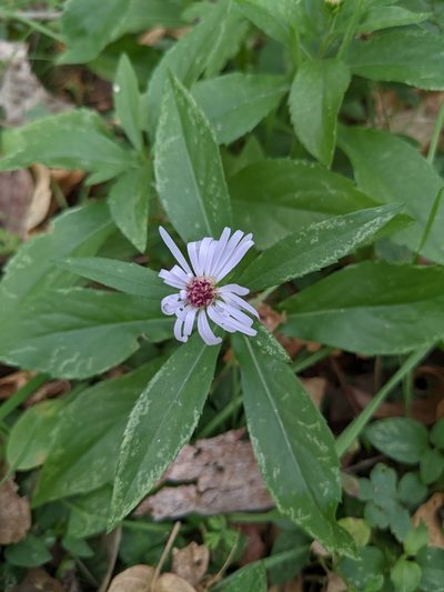 Symphyotrichum eulae, photographed by mattmsa