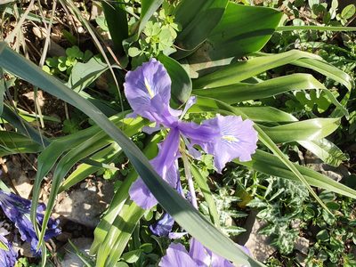 Iris planifolia, photographed by Mehdi Chetibi