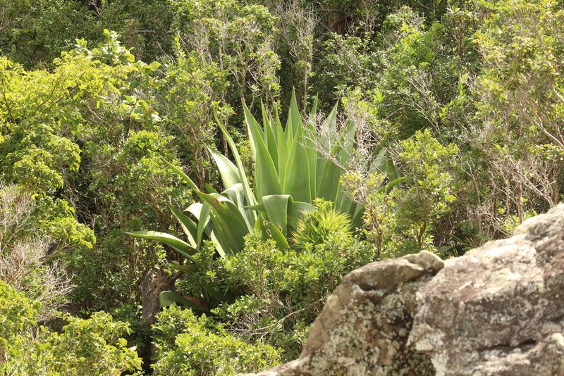 Agave karatto, photographed by Michael Bakker Paiva